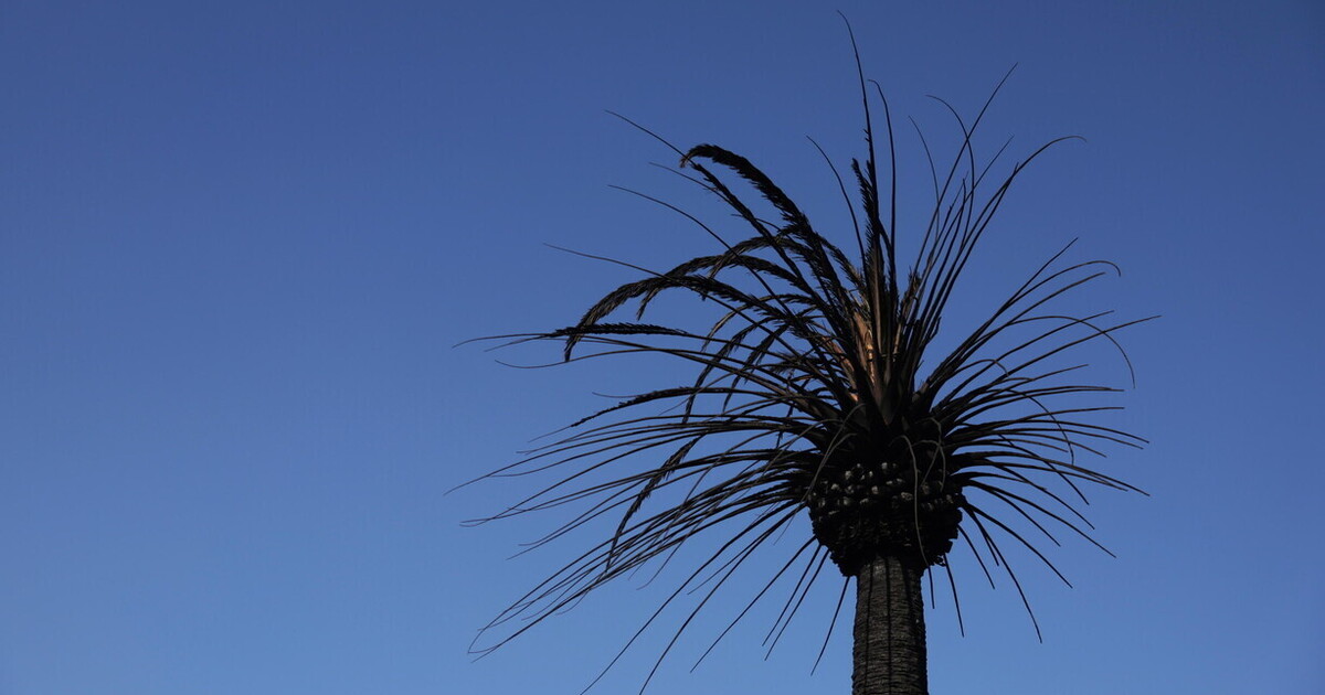 La triste scomparsa delle palme a Los Angeles La triste scomparsa delle palme a Los Angeles