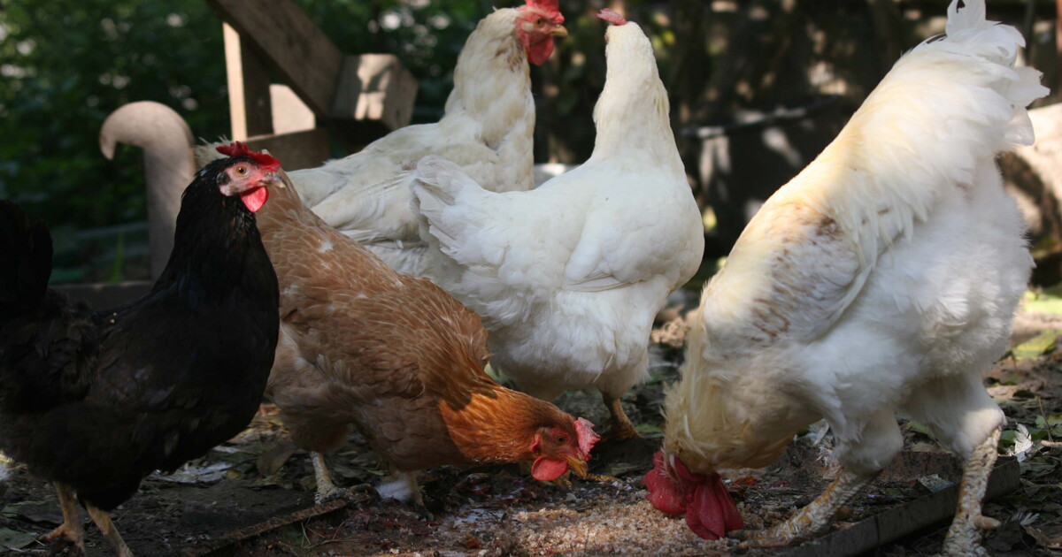 Il pollo è moderno e democratico. Mangerò più manzo Il pollo è moderno e democratico. Mangerò più manzo
