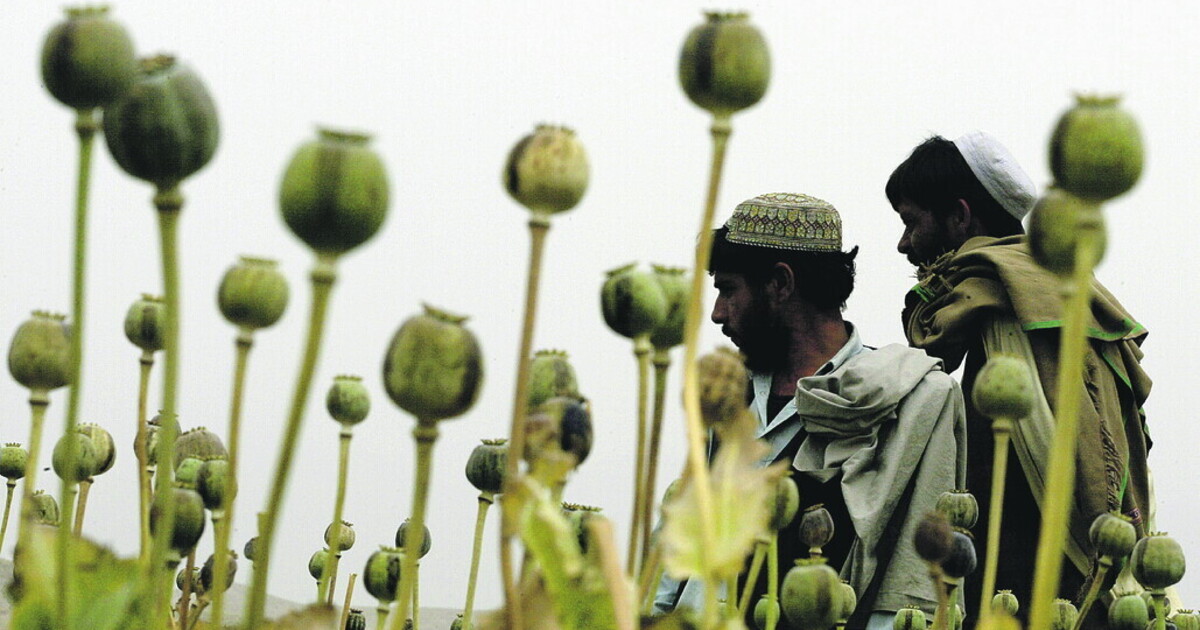 Dentro la missione segreta della Cia per sabotare la coltivazione di oppio in Afghanistan Dentro la missione segreta della Cia per sabotare la coltivazione di oppio in Afghanistan