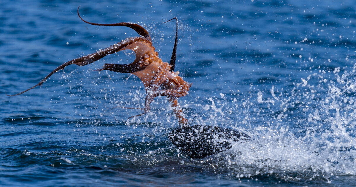 Da mostro a meraviglia. Così il polpo è stato consacrato dai suoi cantori Da mostro a meraviglia. Così il polpo è stato consacrato dai suoi cantori