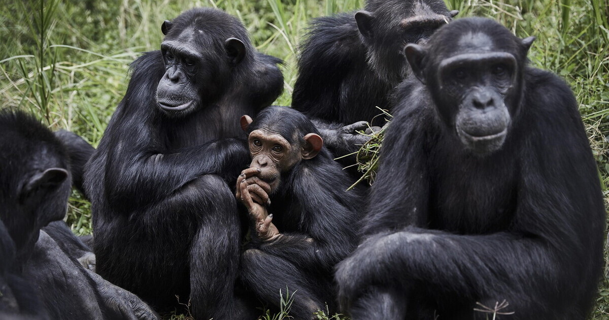 per comprendere la guerra occorre considerare la storia evolutiva del comportamento sociale