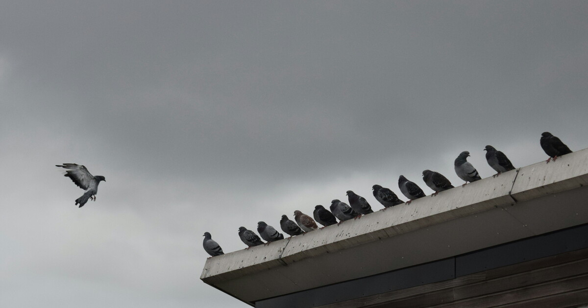 Piccioni impiccioni. I volatili spia di Mosca e la nostra tecnologia, che è già orwelliana Piccioni impiccioni. I volatili spia di Mosca e la nostra tecnologia, che è già orwelliana