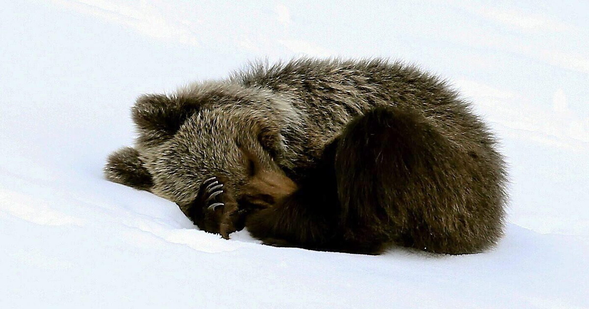 Che nostalgia per quel tempo di tregua. Lettera da un sonno perduto