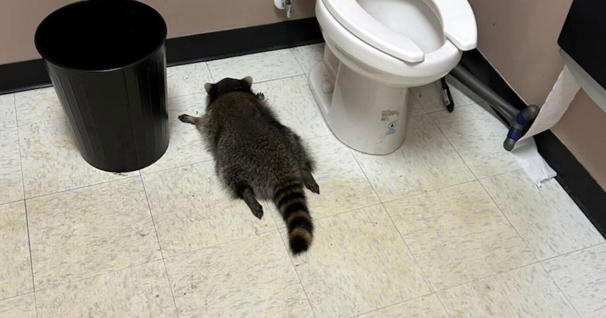 uomini e procioni mentre i primi rifuggono dal mondo urbanizzato i secondi ne sono attratti