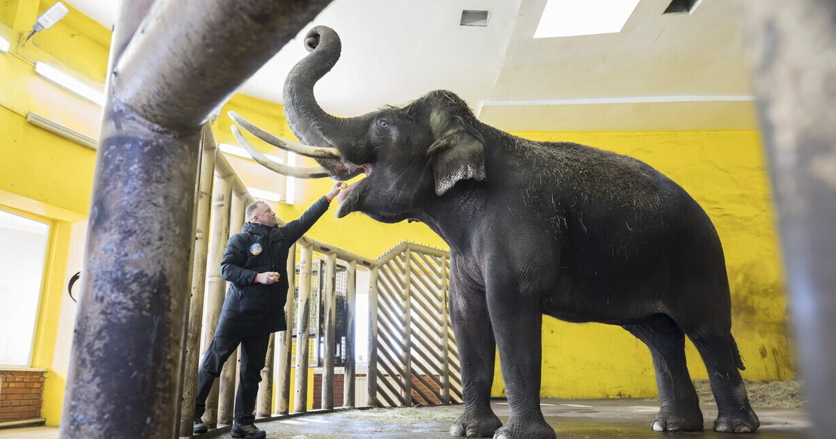 Lo zoo di Kyiv che resiste al freddo e alle bombe