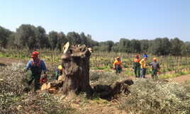 Xylella, dopo dieci anni sono evidenti le responsabilità dei pm di Lecce