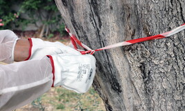 Per il Campo largo in Puglia convivere con la Xylella non è così male