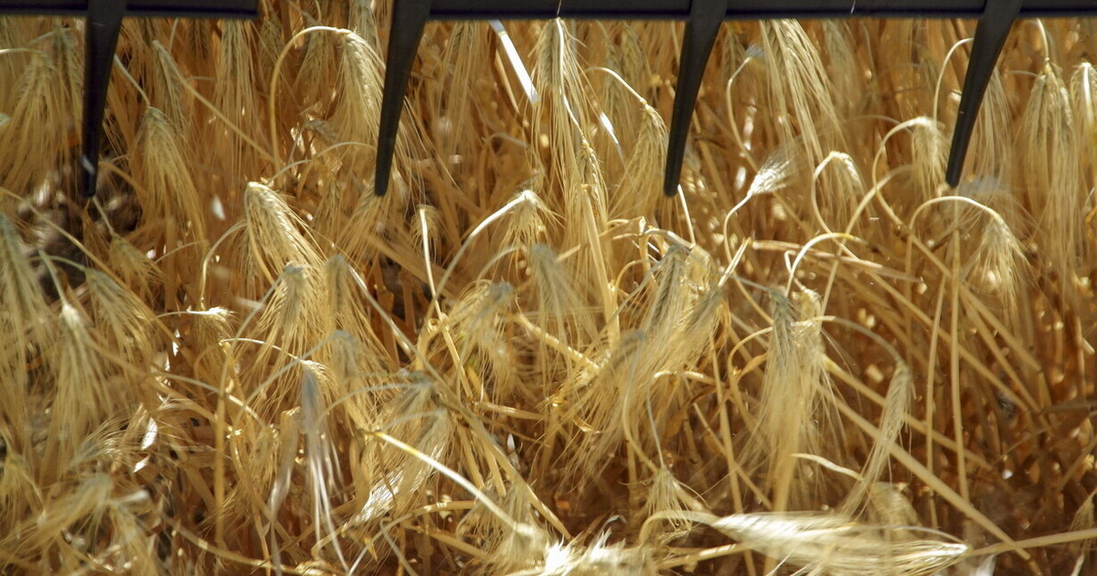 la guerra alimentare contro l8217ucraina non 232 un fronte secondario